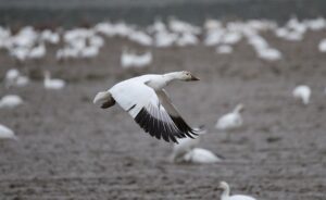 離婚後の住民票移動方法について知っておくべきことは？