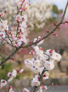 NISAやiDeCoの財産分与はどうなるのか解説しますか？